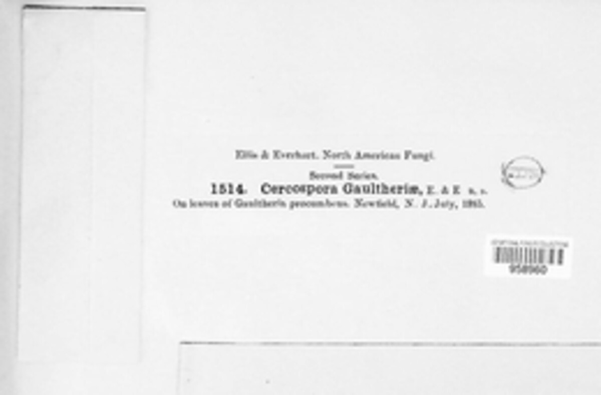 Pseudocercospora gaultheriae image